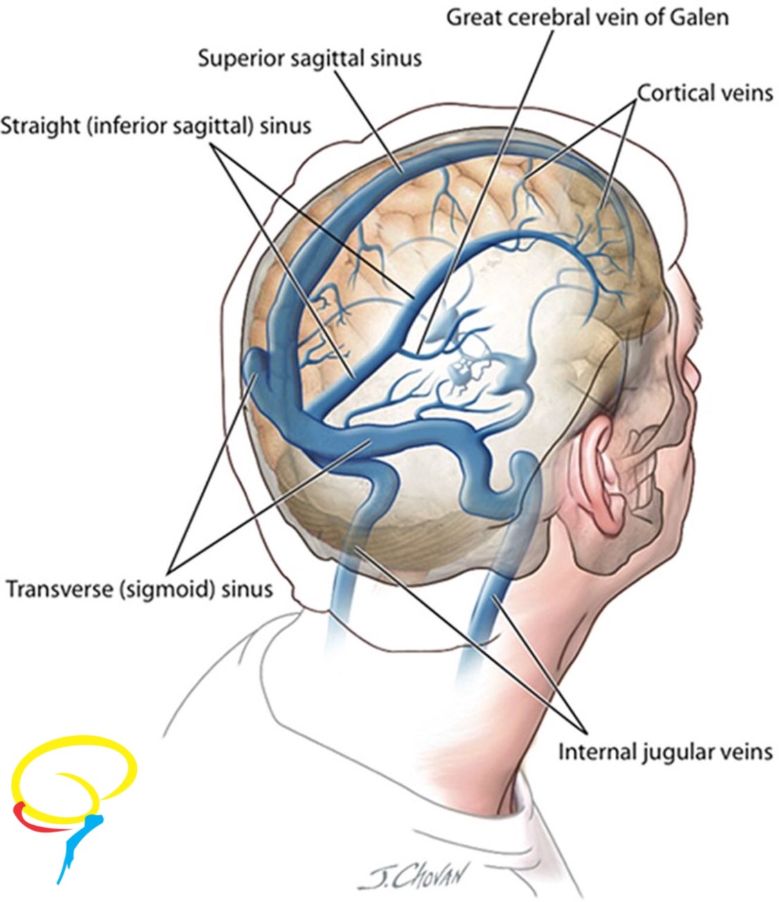 Верхние вены мозга. Сигмовидный синус сигмовидный синус. Проекция синусов твердой мозговой оболочки. Сигмовидный венозный синус. Венозные синусы головного мозга.